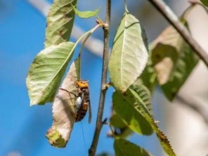 杀死蜂后的影响及其（探究杀死蜂后的后果和生态影响）