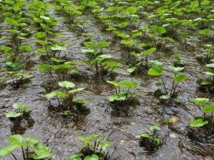 探索日本短期种植的优势与挑战（发掘种植领域中的突破，以日本为例解读短期种植的现状与发展趋势）