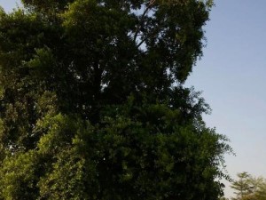 双侨手机（打破空间限制，连接世界的桥梁）