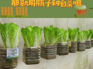 手机安装大白菜系统教程（一步步教你如何将大白菜系统安装到手机上）