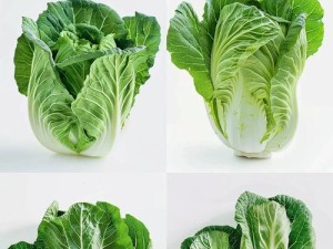 大白菜装系统教程——轻松学会安装系统的简便方法（以大白菜为主角的系统安装教程，让你省时省力）