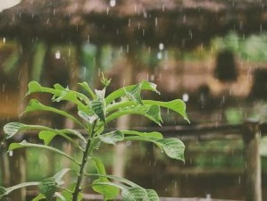 16年雨水如何？（从降雨量到气候变化，解读16年的雨水情况）